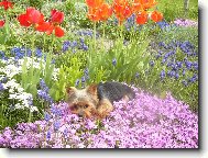 Jork��rsk� terier, Yorkshire Terrier,
