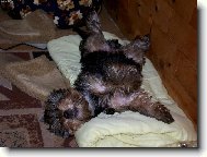 Jork��rsk� terier, Yorkshire Terrier,
