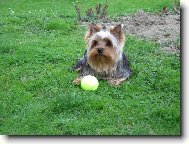 Jork��rsk� terier, Yorkshire Terrier,