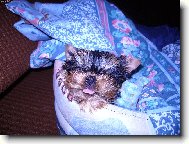 Jork��rsk� terier, Yorkshire Terrier,