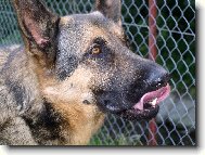 German Shepherd Dog