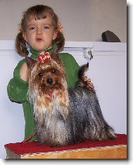 Jork��rsk� terier, Yorkshire Terrier,