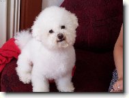 Bichon � poil fris�, Bichon Frise