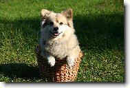 Deutscher spitz - Mittelspitz, German Spitz � Medium size Spitz