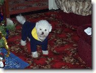 Bichon � poil fris�, Bichon Frise
