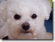 Bichon � poil fris�, Bichon Frise
