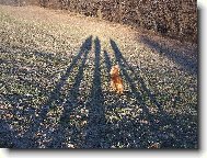 Chinese Crested Dog