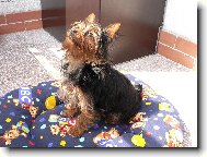 Jork��rsk� terier, Yorkshire Terrier,