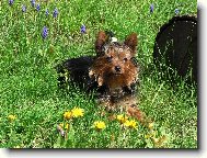 Jork��rsk� terier, Yorkshire Terrier,