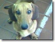Dachshund