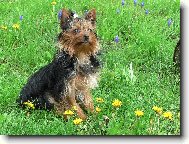 Jork��rsk� terier, Yorkshire Terrier,