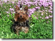 Jork��rsk� terier, Yorkshire Terrier,