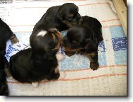 Jork��rsk� terier, Yorkshire Terrier,