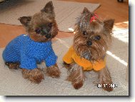 Jork��rsk� terier, Yorkshire Terrier,