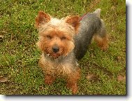 Jork��rsk� terier, Yorkshire Terrier,