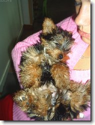 Jork��rsk� terier, Yorkshire Terrier,