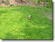 Jork��rsk� terier, Yorkshire Terrier,