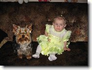 Jork��rsk� terier, Yorkshire Terrier,