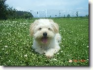 Chinese Crested Dog