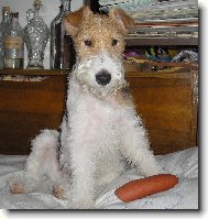 Fox Terrier Wire