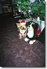 Jork��rsk� terier, Yorkshire Terrier,