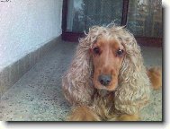 Chinese Crested Dog