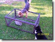 Jork��rsk� terier, Yorkshire Terrier,