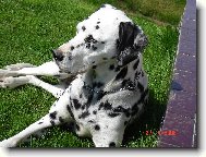 Dalmatinac, Dalmatian