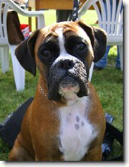 Deutscher Boxer