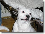 Staffordshire Bullterrier