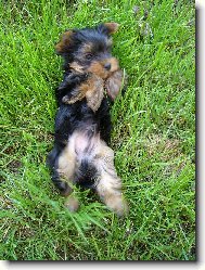 Jork��rsk� terier, Yorkshire Terrier,
