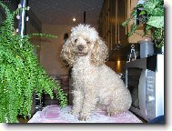 Poodle, Caniche