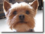 Jork��rsk� terier, Yorkshire Terrier,