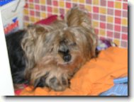 Jork��rsk� terier, Yorkshire Terrier,