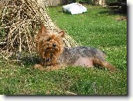 Jork��rsk� terier, Yorkshire Terrier,
