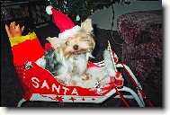 Jork��rsk� terier, Yorkshire Terrier,