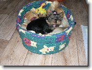 Jork��rsk� terier, Yorkshire Terrier,