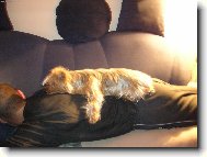 Jork��rsk� terier, Yorkshire Terrier,