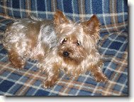 Jork��rsk� terier, Yorkshire Terrier,