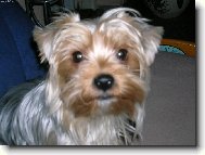 Jork��rsk� terier, Yorkshire Terrier,