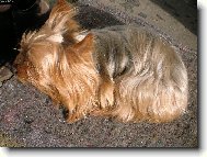 Jork��rsk� terier, Yorkshire Terrier,