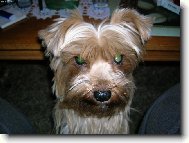 Jork��rsk� terier, Yorkshire Terrier,