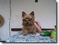 Jork��rsk� terier, Yorkshire Terrier,