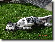 Dalmatinac, Dalmatian
