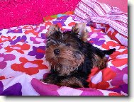 Jork��rsk� terier, Yorkshire Terrier,