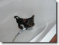 Jork��rsk� terier, Yorkshire Terrier,