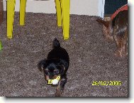 Jork��rsk� terier, Yorkshire Terrier,