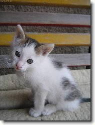 kot�