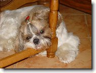�icu, Shih-Tzu