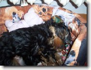 Jork��rsk� terier, Yorkshire Terrier,